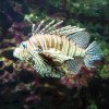 Pesce cobra