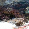 Pesce marino