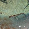 Pesce marino