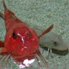 Pesce mazzola gallinella