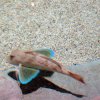 Pesce mazzola gallinella