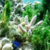 Pomacentrus caeruleus