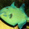 Pseudobalistes fuscus