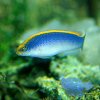 Pseudochromis flavivertex