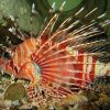Pterois radiata