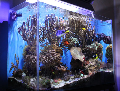 aquario-marino-reef-marino, allestimento di Marco Donati