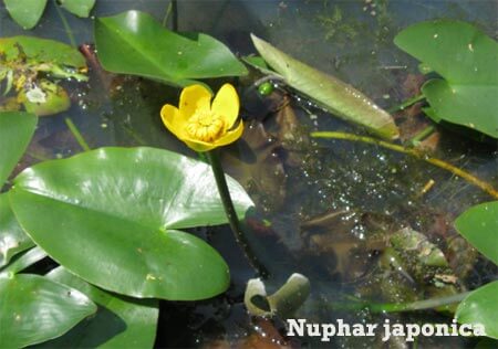 Nuphar japonica