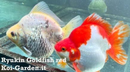 Ryukin Goldfish red vendita da koi garden
