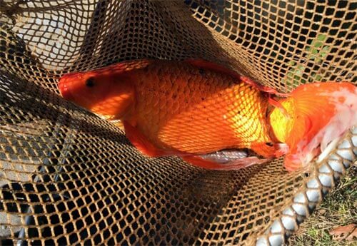 Giant pound goldfish found in South Carolin
