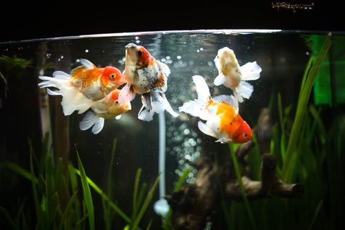foto negozio angoli di natura acquario con pesci rossi