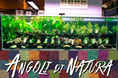 foto negozio angoli di natura piante per acquario tropica