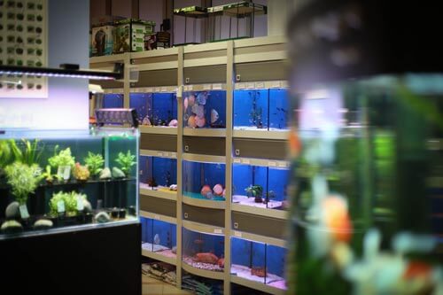 foto negozio angoli di natura vasche pesci acquario dolce