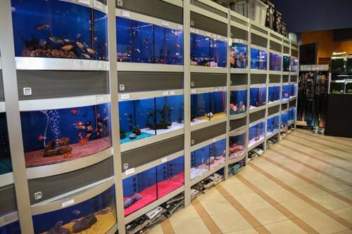 foto negozio angoli di natura vasche pesci acquario specie varie