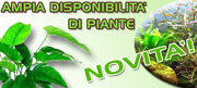 Vendita Piante Acquatiche online - AquarimLimne.com ampia scelta di piane per acquario