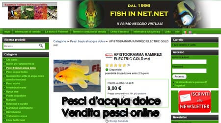 pesci acqua dolce vendita pesci online fishinnet online