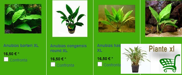 Piante xl vendita online piante acquario acquariofilia su www.fishinnet.net