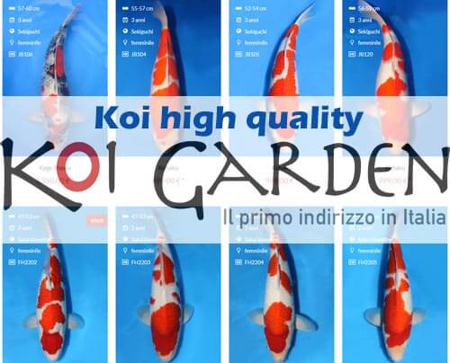Koi high quality koi garden vendita online