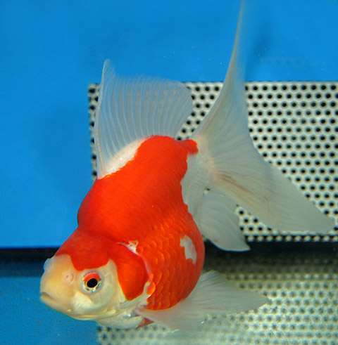 tamasaba japanese goldfish vendita pesci rossi