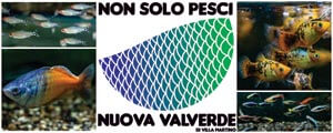 NON SOLO PESCI - Nuova Valverde di Villa Martino