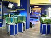 Negozio di acquariofilia, allestimento PFish ok