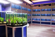 Negozio di acquariofilia, allestimento PFish ok