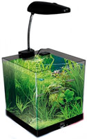 HAQUOSS BLU 8.0 OPEN CUBE Nanoacquario da 8Lt in acrilico completo di lampada e filtro. Ideale per Caridine o Betta.