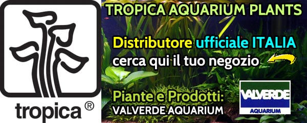 valverde aquarium plants tropica, vendita piante tropica in tutta Italia