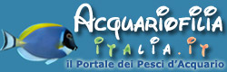 Formato 250x80