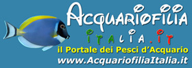 AcquariofiliaItalia.it il portale dei pesci d'acquario