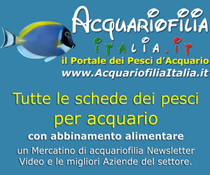 Formato 300x250