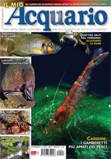 Il Mio Acquario rivista di acquariofilia in edicola il n.165 di maggio 2012