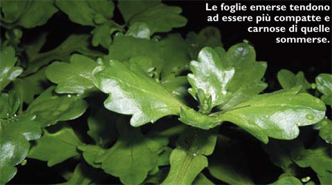 rivularis-piante-acquatiche