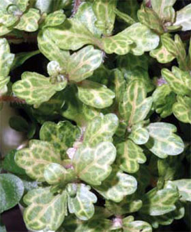 shinnersia rivularis