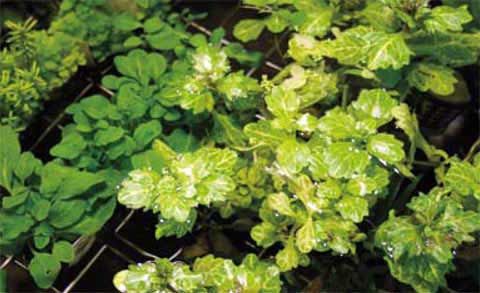 shinnersia rivularis - piante per acquario