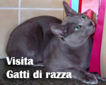 Gatti di razza