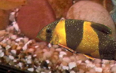 Ictiofiriasi (Malattia dei puntini bianchi)