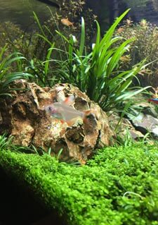 pesci piante come realizzare un acquario aquascaping