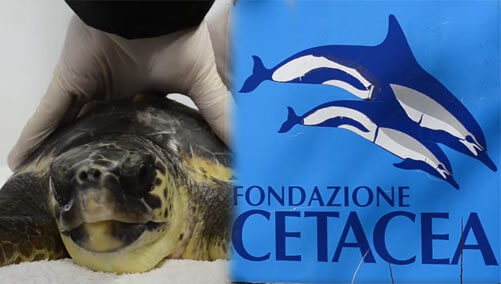 fondazione cetacea onlus ricovero caretta caretta riccione