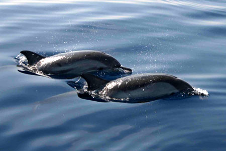 foto delfino