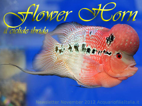 Flower Horn, il ciclide ibrido, newsletter novembre 2012