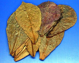 foglie catappa