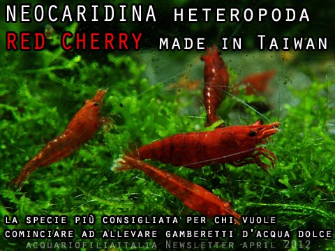 NEOCARIDINA heteropoda RED CHERRY newsletter aprile 2012