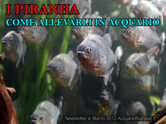 PIRANHA come allevarli in acquario