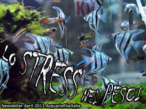 Lo stress nei pesci