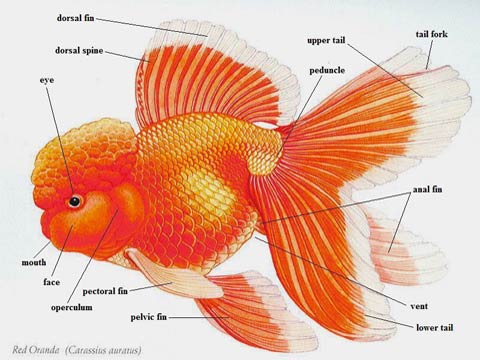 Pesci rossi carassius auratus tutte le specie a coda for Razze di pesci rossi