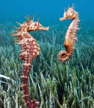 Cavallucci marini con Posidonia oceanica