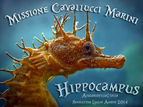 HIPPOCAMPUS Seahorse Cavallucci Marini - Missione nel Mediterraneo