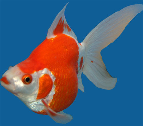 Il pesce rosso giapponese, Tamasaba Japanese Goldfish - VENDITA
