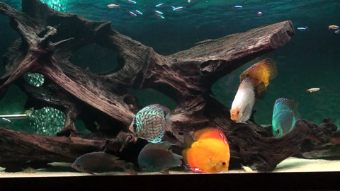 acquario con discus e caracidi