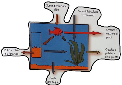 cicli biologici in acquario schema parte 1